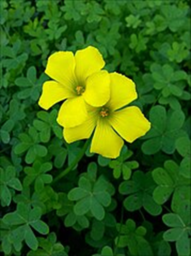 VINAGRILLO