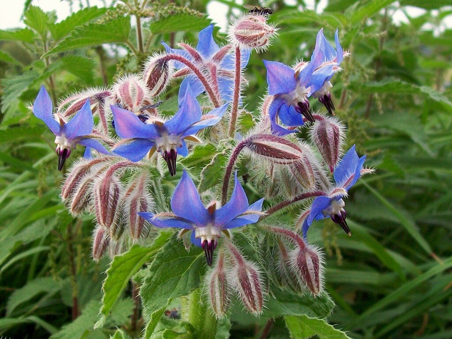 BORRAJA