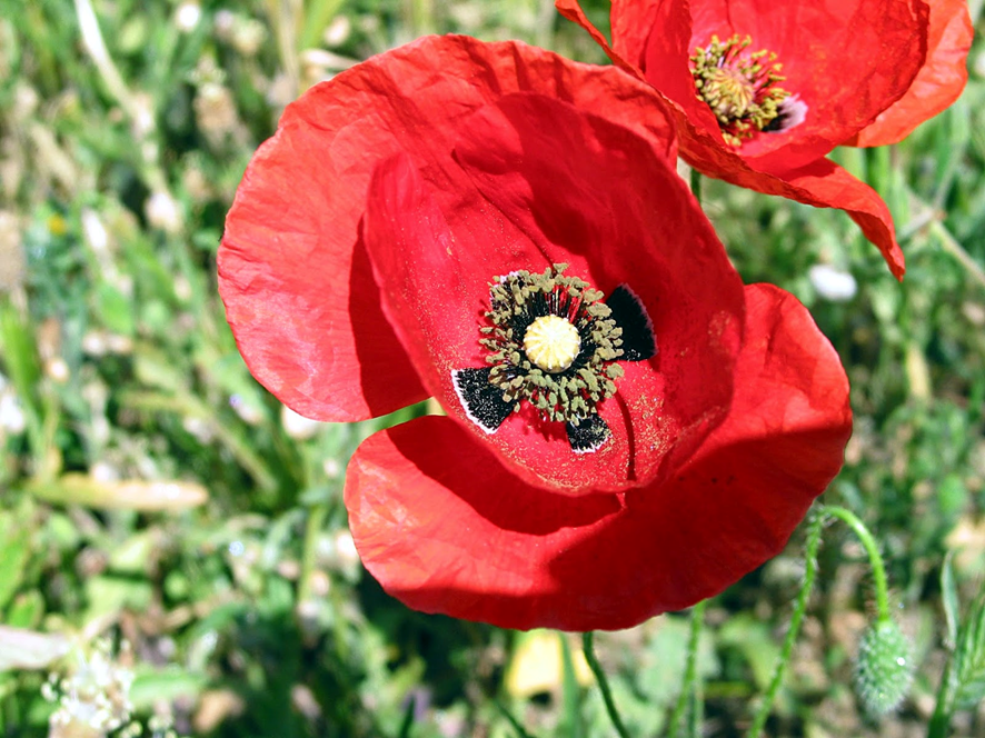 AMAPOLA
