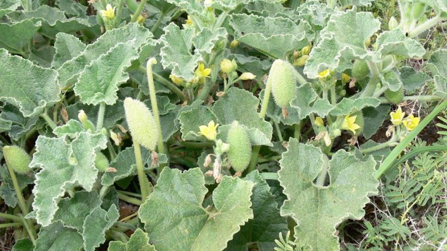 MELONCILLO
