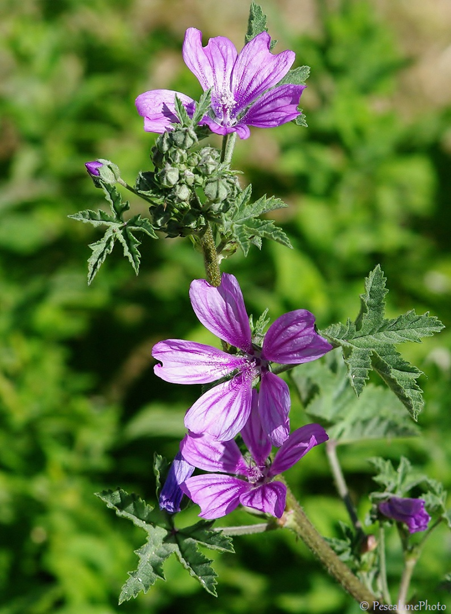 MALVA