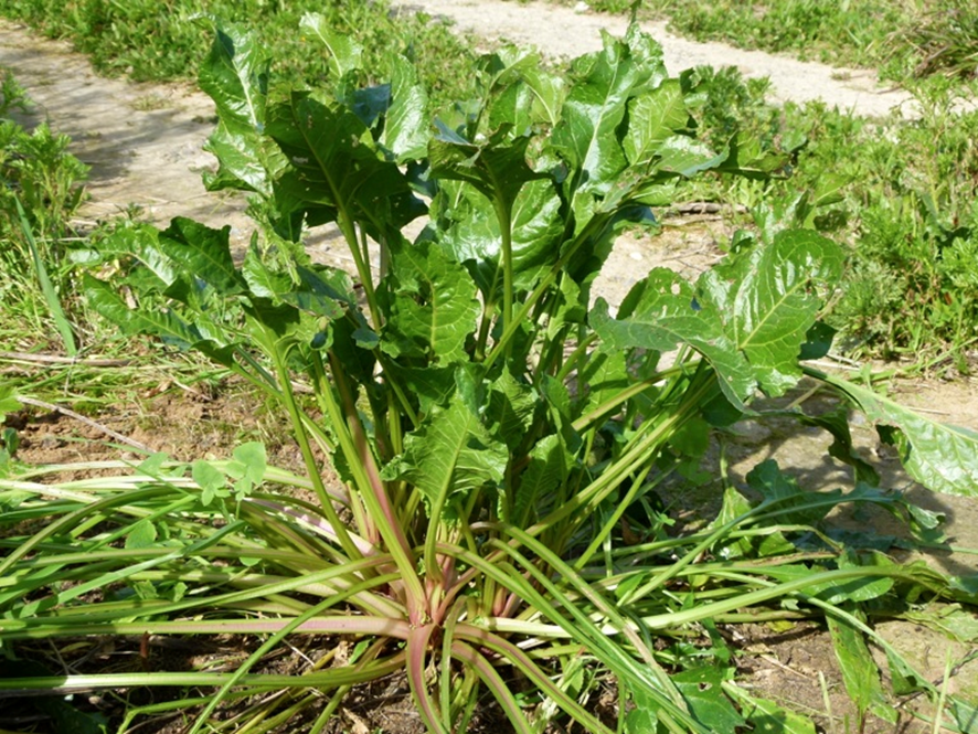 ESPINACA