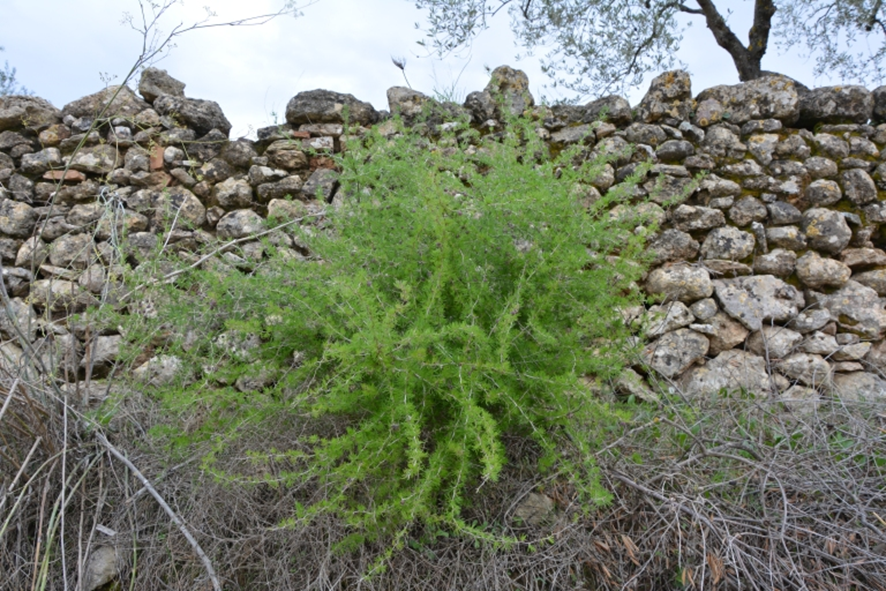 ESPARRAGUERA